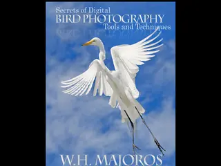 Secrets of Digital Bird Photography