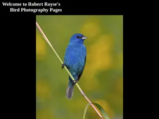 Robert Royse's Bird Photography