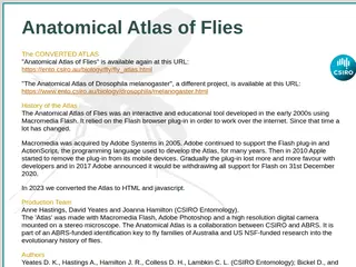 An Anatomical Atlas of Flies