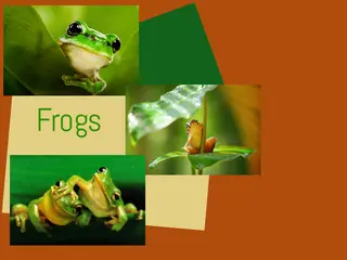 Prince Charming :: The Frogs Fanlisting