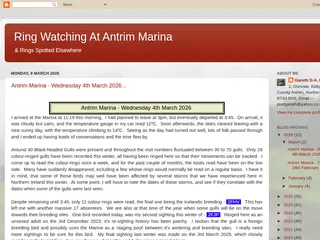 Ring Watching At Antrim Marina