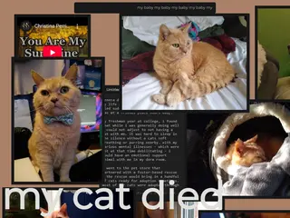 my cat died